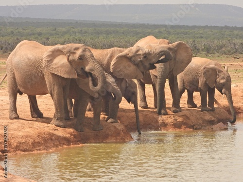 elephants in the wild