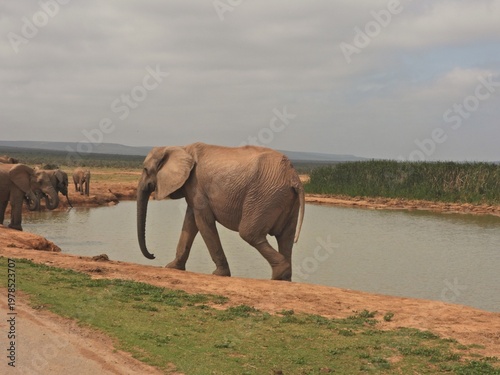 Elephant at the waterhole