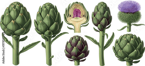 Artichoke botanical vector set with whole plants, sliced cross section and purple flower, detailed organic vegetable illustration isolated on white background
