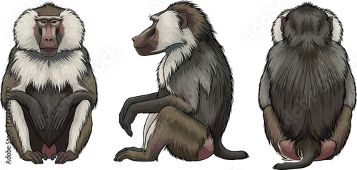 Baboon monkey vector set with front side and back views, detailed primate anatomy illustration, African wildlife animal study isolated on white background