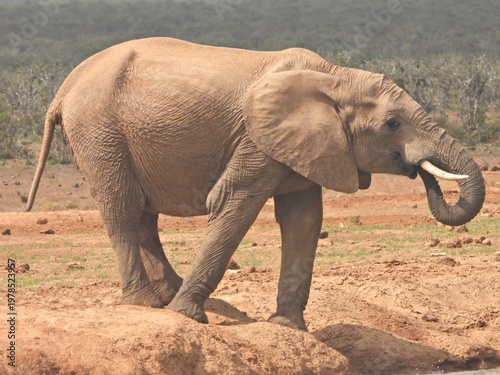 Young elephant at the waterhole
