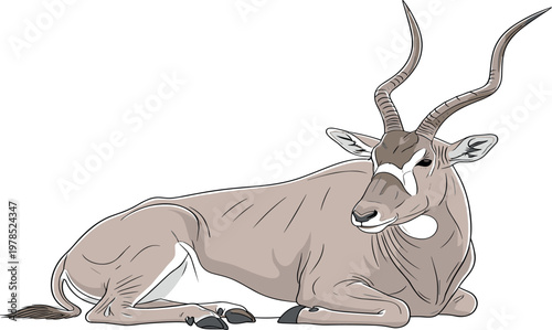 Antelope vector illustration with detailed resting wild animal, African wildlife species, elegant horned mammal drawing isolated on white background