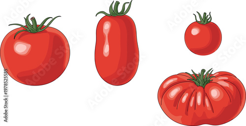 Tomato varieties set with different shapes and sizes isolated on white background, fresh red vegetable vector illustration collection