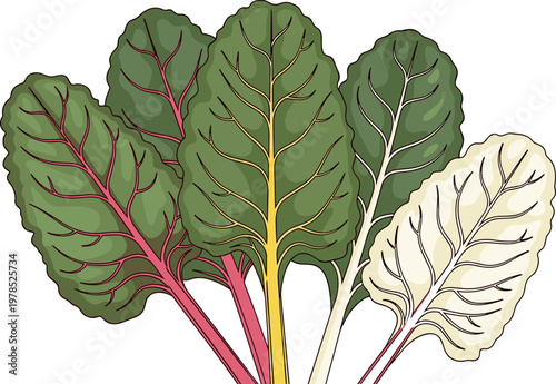 Swiss chard leaves set with colorful stems isolated on white background, fresh leafy vegetable vector illustration for healthy food design