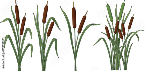 Cattail plants set with reeds and brown seed heads detailed hand drawn botanical vector illustration wetland nature isolated background
