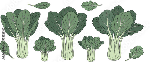 Bok choy vegetable set with different sizes and leaves flat hand drawn vector illustration fresh organic greens isolated