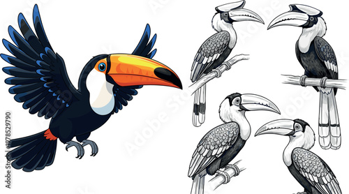 Toucan bird set with colorful flying pose and detailed sketches isolated on white background, tropical wildlife vector illustration collection
