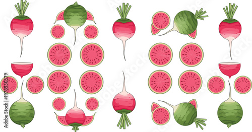 Watermelon radish set with whole, sliced and pattern compositions isolated on white background, colorful root vegetable vector illustration collection