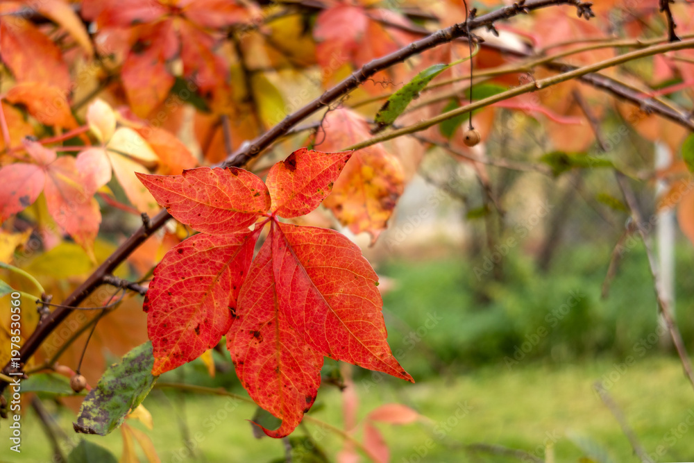 Obraz premium Red Virginia creeper leaf on branch with blurred garden background in daylight