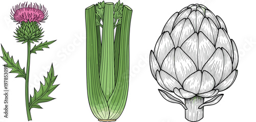 Botanical illustration set of thistle celery and artichoke detailed hand drawn vintage engraving style plants isolated on background