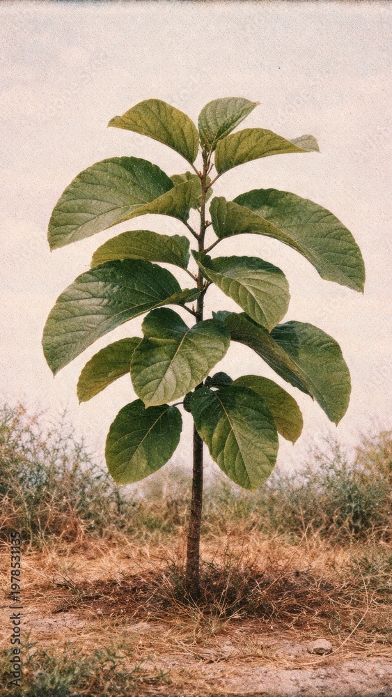 Fototapeta premium Young tree in natural setting mobile wallpaper