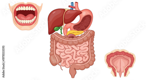Illustration of the human digestive system including mouth, stomach, intestines, and liver on a white background