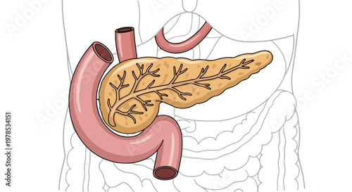 Detailed anatomical illustration of the human pancreas and duodenum showing its intricate duct system and surrounding