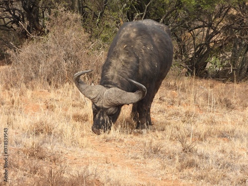 Cape buffalo grazing