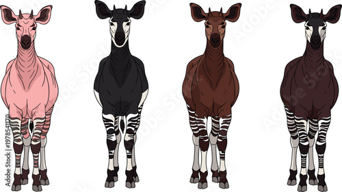 Okapi animal illustration set with different coat color variations standing pose African wildlife vector collection isolated on white