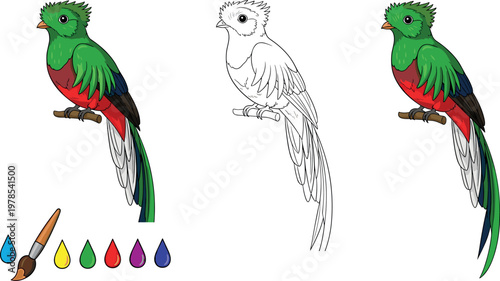 Quetzal bird vector set with colorful tropical feathers, realistic and outline illustration, exotic wildlife collection for nature and design projects