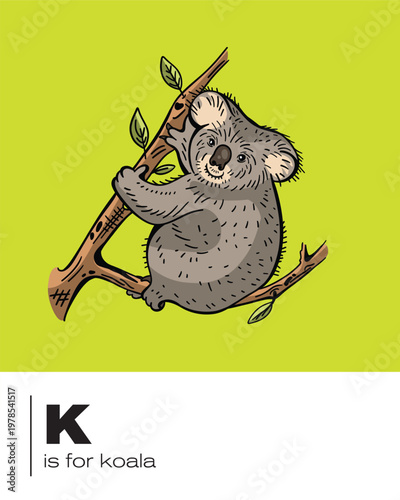 K is for Koala bear flash card illustration in vector for learning, teaching and classroom posters