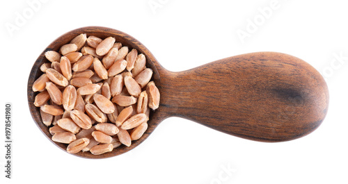 Organic peeled spelt grains isolated on white background. Triticum spelta or dark wheat in wooden spoon. Clipping path. Top view.