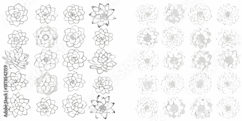 Collection of delicately sketched succulent plants arranged in a grid pattern