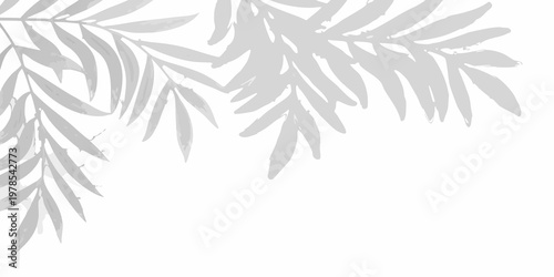 Delicate gray leaf shadows cast against a bright white background