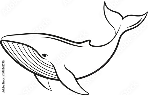 Stylized marine mammal illustration featuring a graceful whale outline drawing with a detailed eye and baleen lines, perfect for ocean-themed designs and children's books.