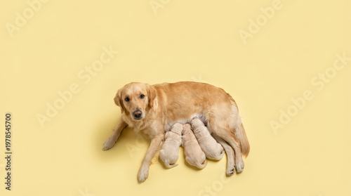 Golden retriever mother nursing her newborn puppies on solid yellow background for commercial pet care branding and domestic animal breeding services.