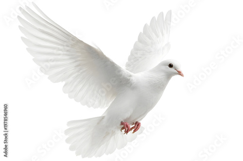 White Dove Flying Isolated on White Background
