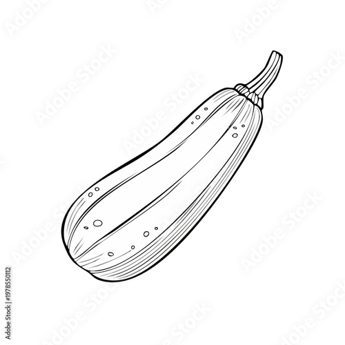 Hand-Drawn Zucchini Vegetable Illustration Simple Outline