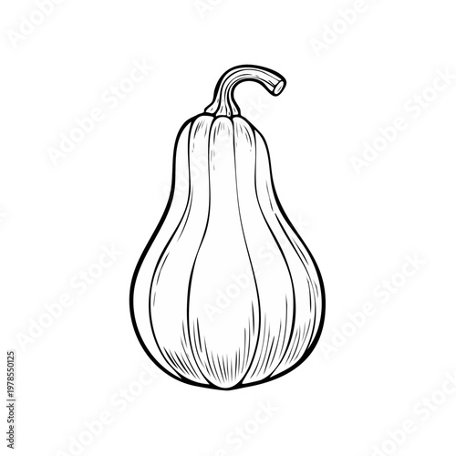 Hand Drawn Outline of a Butternut Squash with Vertical Ribbing and Stem