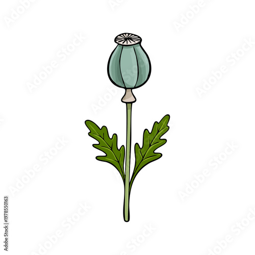Botanical Illustration of a Green Poppy Seed Pod with Leaves