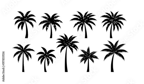 Beautiful palm tree vector set with layered tropical leaves and varied heights isolated on white background