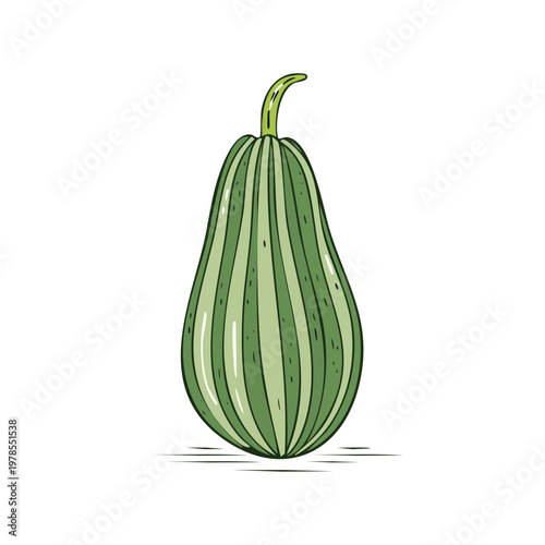 Green striped gourd with a stem isolated on white background, hand-drawn illustration