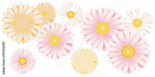 An arrangement of pastel colored daisy flowers on a white background