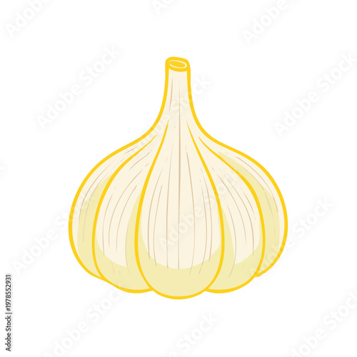 Single bulb of ripe garlic with yellow outlines and stem, isolated