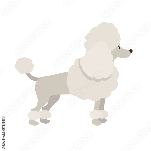 Poodle dog isolated on white background. Breed doggy pet. Vector stock