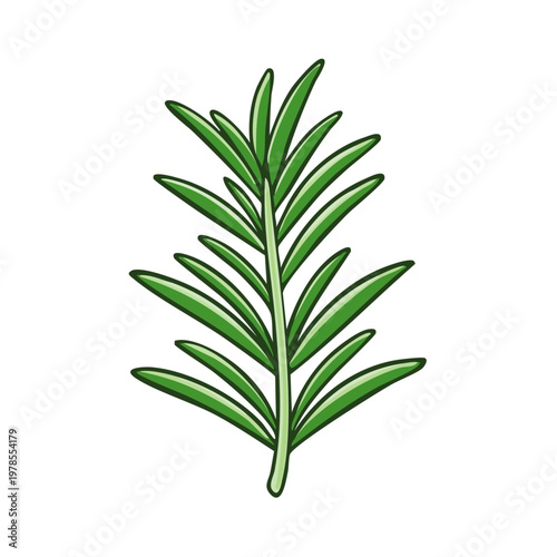 Hand drawn illustration of a fresh green rosemary herb sprig on a white background