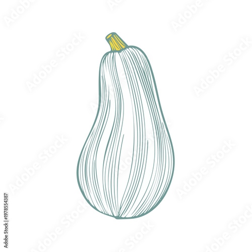 Detailed Line Drawing of a Single Pale Green Squash with Yellow Stem