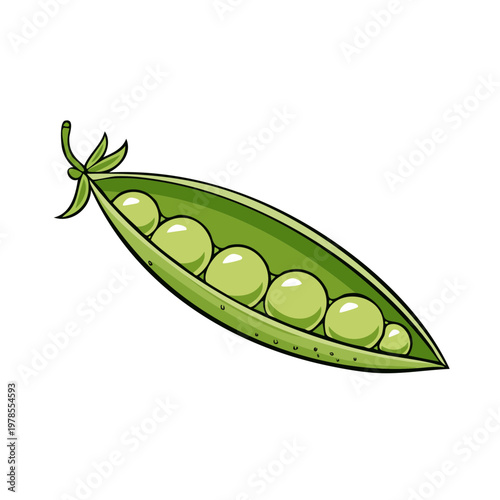 Fresh green pea pod bursting with healthy round peas an appetizing springtime garden vegetable illustration