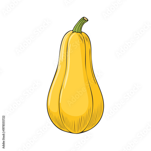 Hand Drawn Yellow Butternut Squash Vegetable Harvest Food Ingredient
