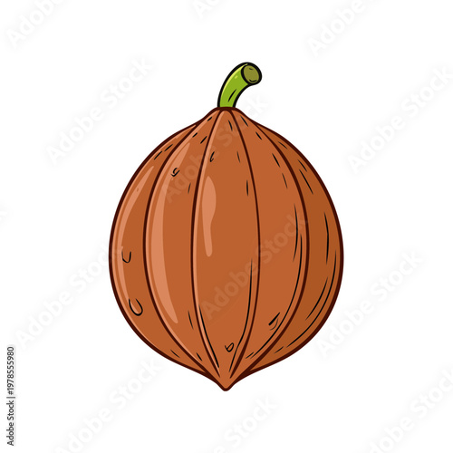 Hand drawn illustration of a single brown cocoa pod with a green stem on a white background