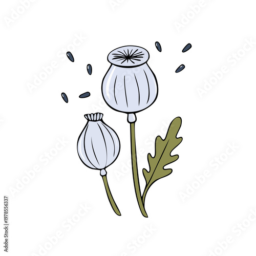Hand Drawn Poppy Seed Pods and Scattered Seeds Isolated on White Background