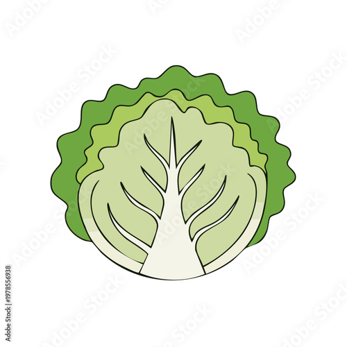 Cross section of crisp green lettuce showing layered leaves and central stem illustration