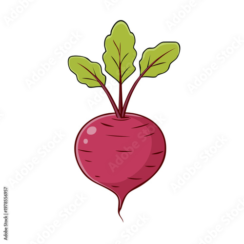 Cartoon illustration of a fresh red beet with green leaves and root on white background