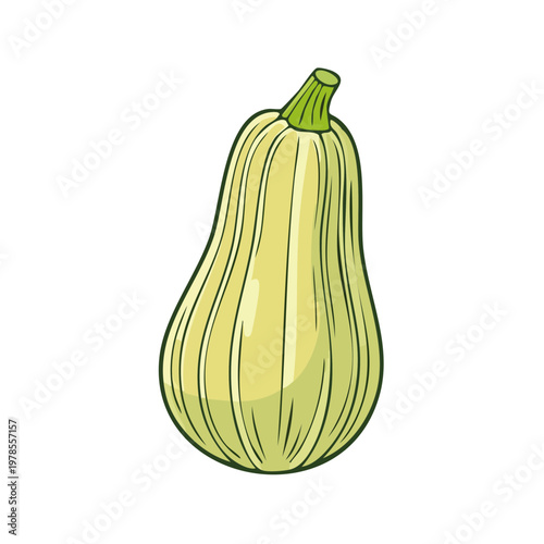 Hand drawn illustration of a ripe pale green squash with a ribbed skin and a green stem