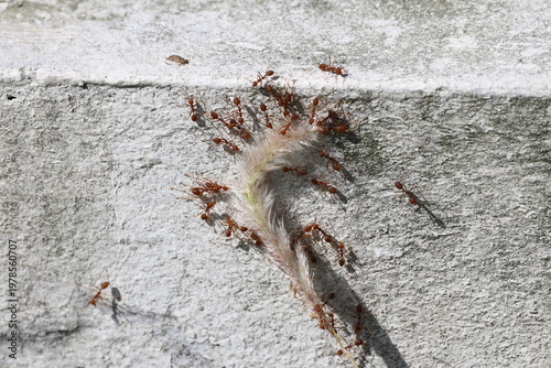 Photography ants harvest seeds from wispy grass flower caught on concrete ledge in strong su