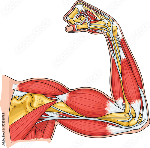 Human Arm Muscle Anatomy Cartoon Vector Illustration with Detailed Biceps, Triceps and Skeletal Structure for Medical Education, Fitness and Healthcare Design
