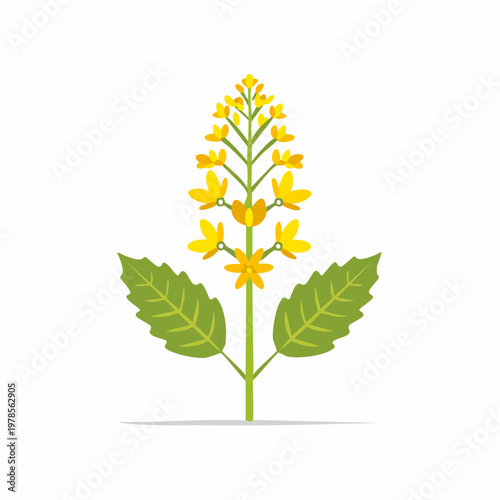 Illustrated canola plant with bright yellow flowers and green leaves, vector design.