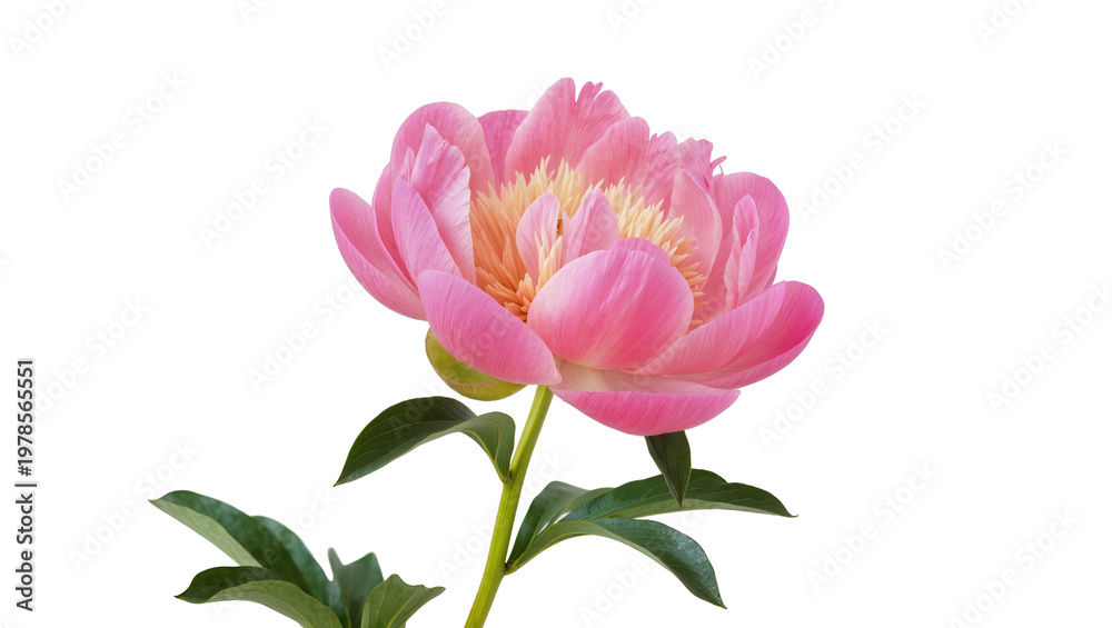 Fototapeta premium Pink peony flower with green leaves, isolated on transparent background