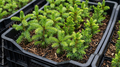 Young spruce seedlings growing in black plastic tray. Conifer trees in greenhouse for forestry replanting. Sustainable agriculture and reforestation concept for environmental protection.