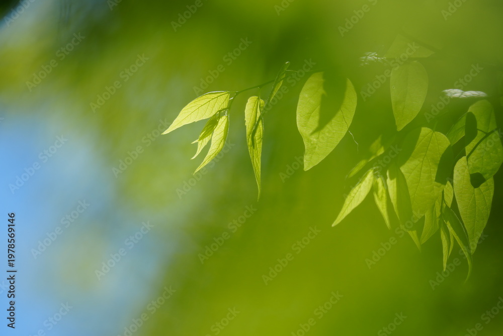 Obraz premium Green Leaves and Branches